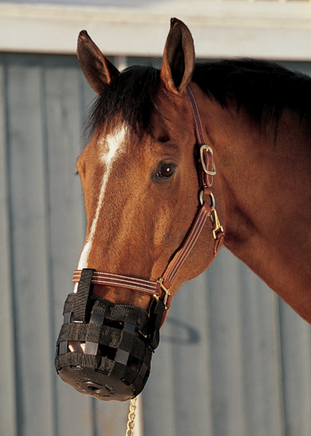 Best Friend Grazing Muzzle