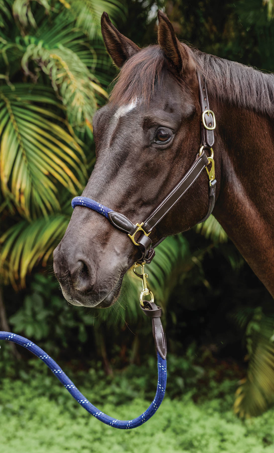 Suffolk Leather & Rope Halter with Lead