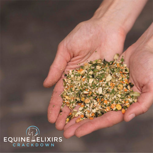 Equine Elixirs Crackdown