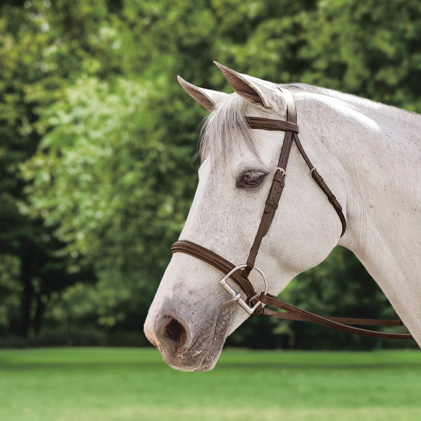 Suffolk Plain Raised Bridle