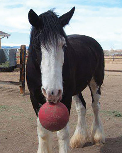 Horsemen's Pride Jolly Ball