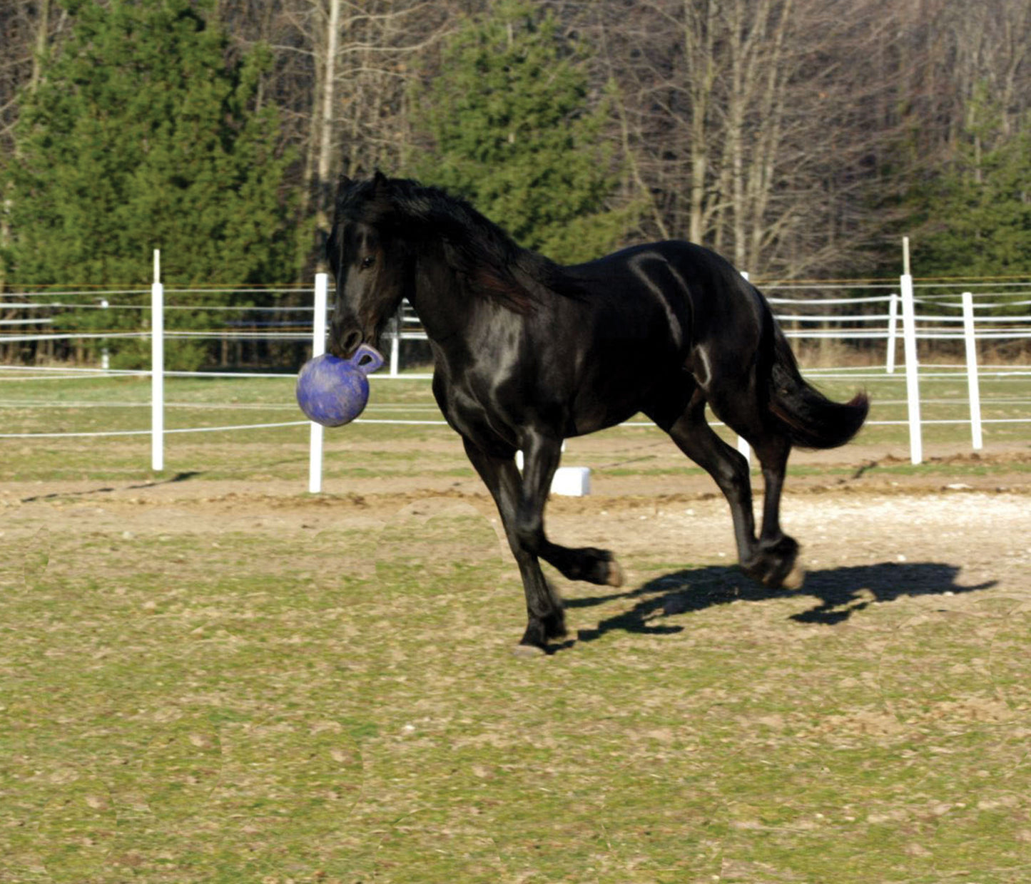 Horsemen's Pride Jolly Ball