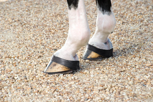 Jack's Grab Boots