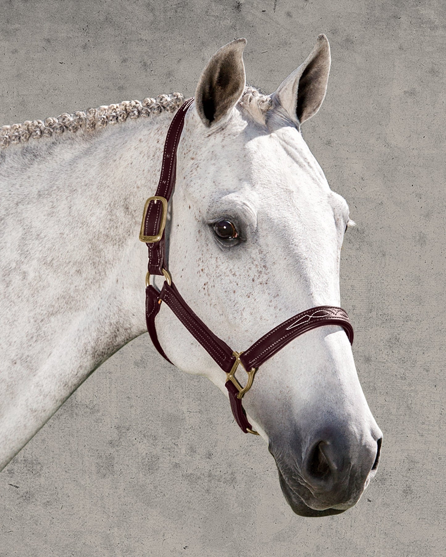Walsh Signature Padded Halter