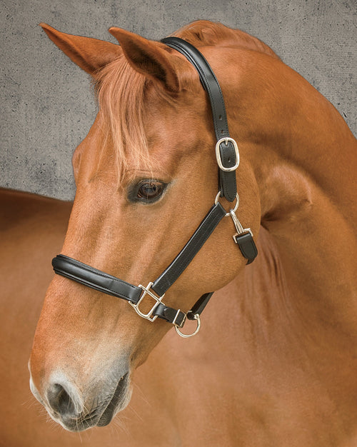 DS Classic Plain Raised Padded Halter