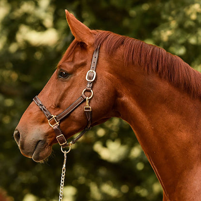 Perri’s Twisted Leather Halter