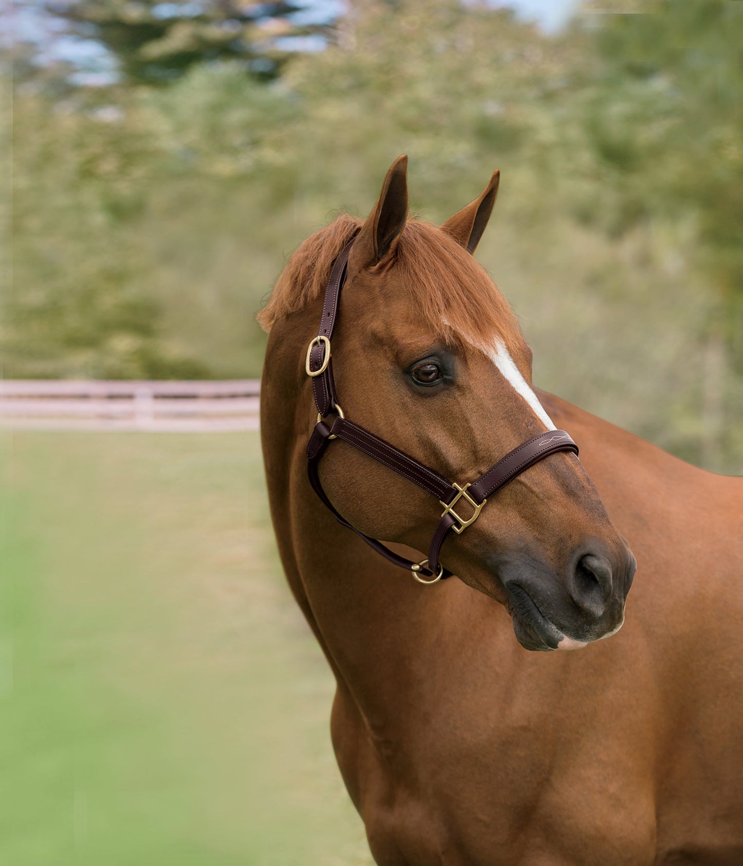 Showmark Classic Fancy-Stitched Leather Halter