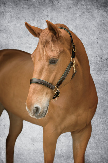 Suffolk Lined Halter