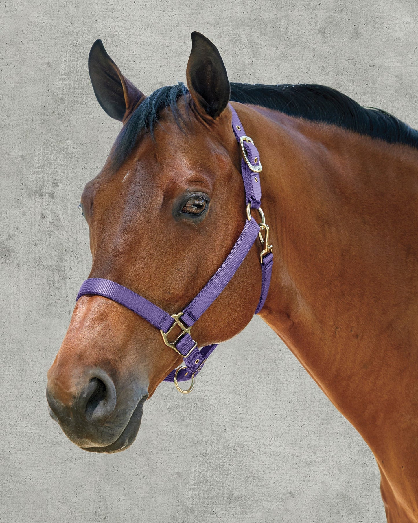 DS Heavy Nylon Halter