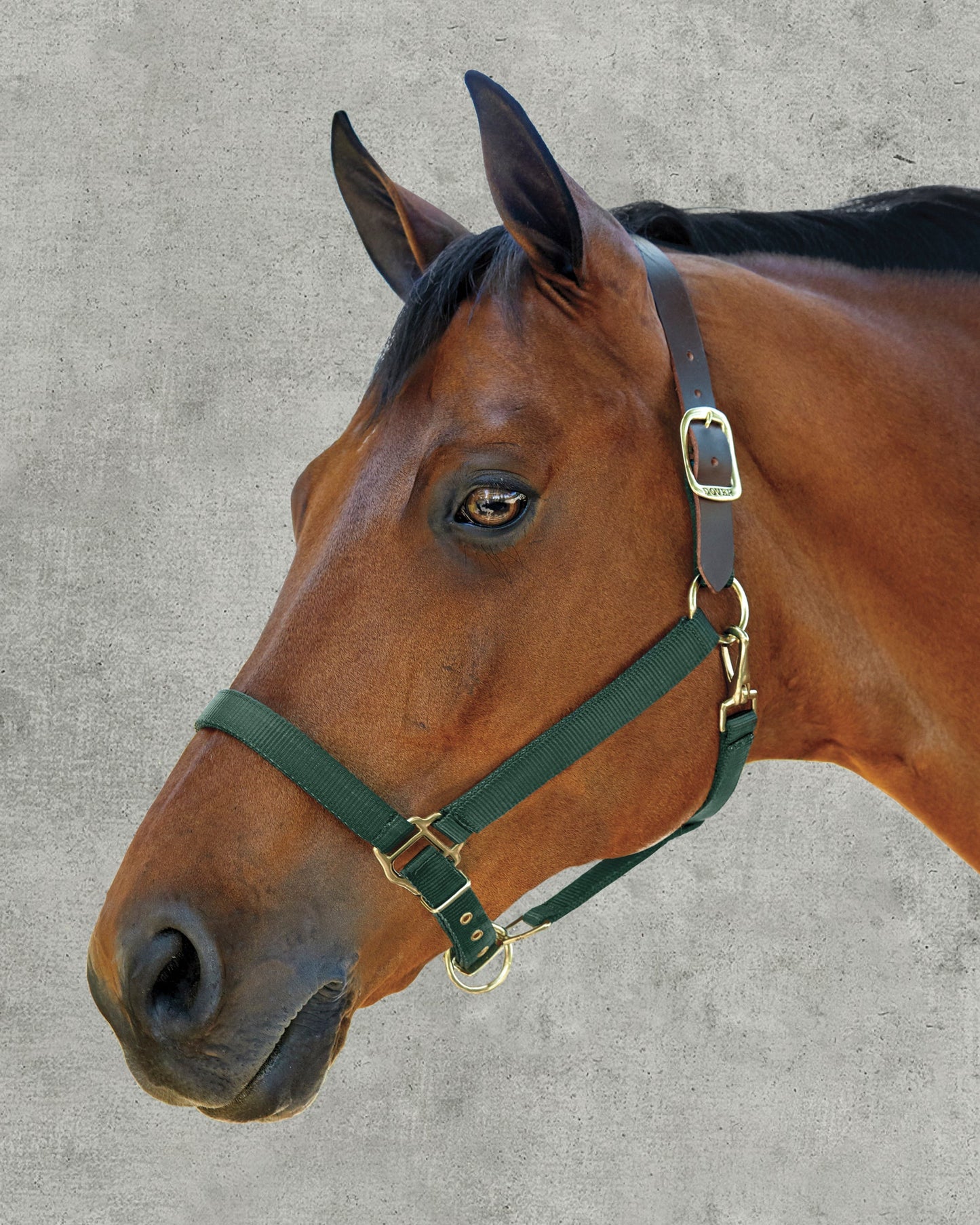 DS Heavy Nylon Breakaway Halter