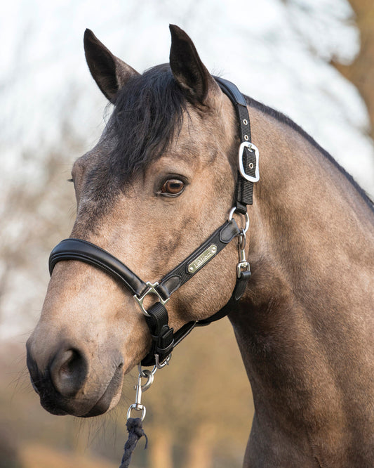 LeMieux Capella Halter