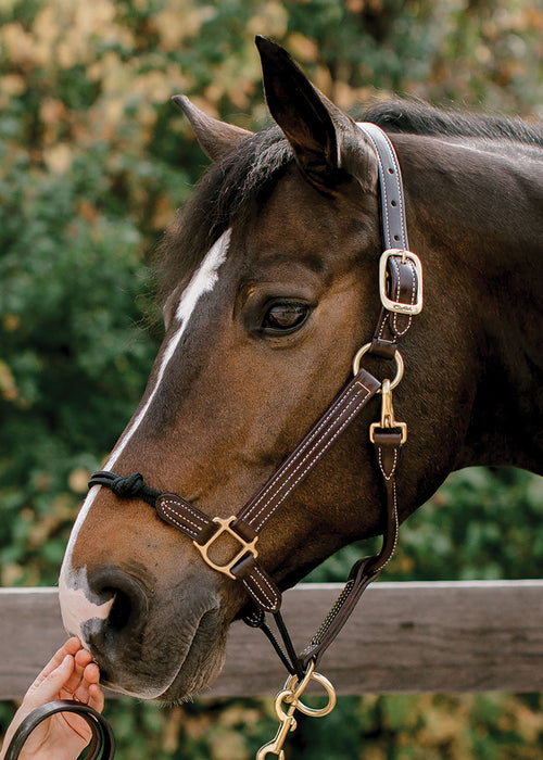 Walsh Rope Nose British Halter