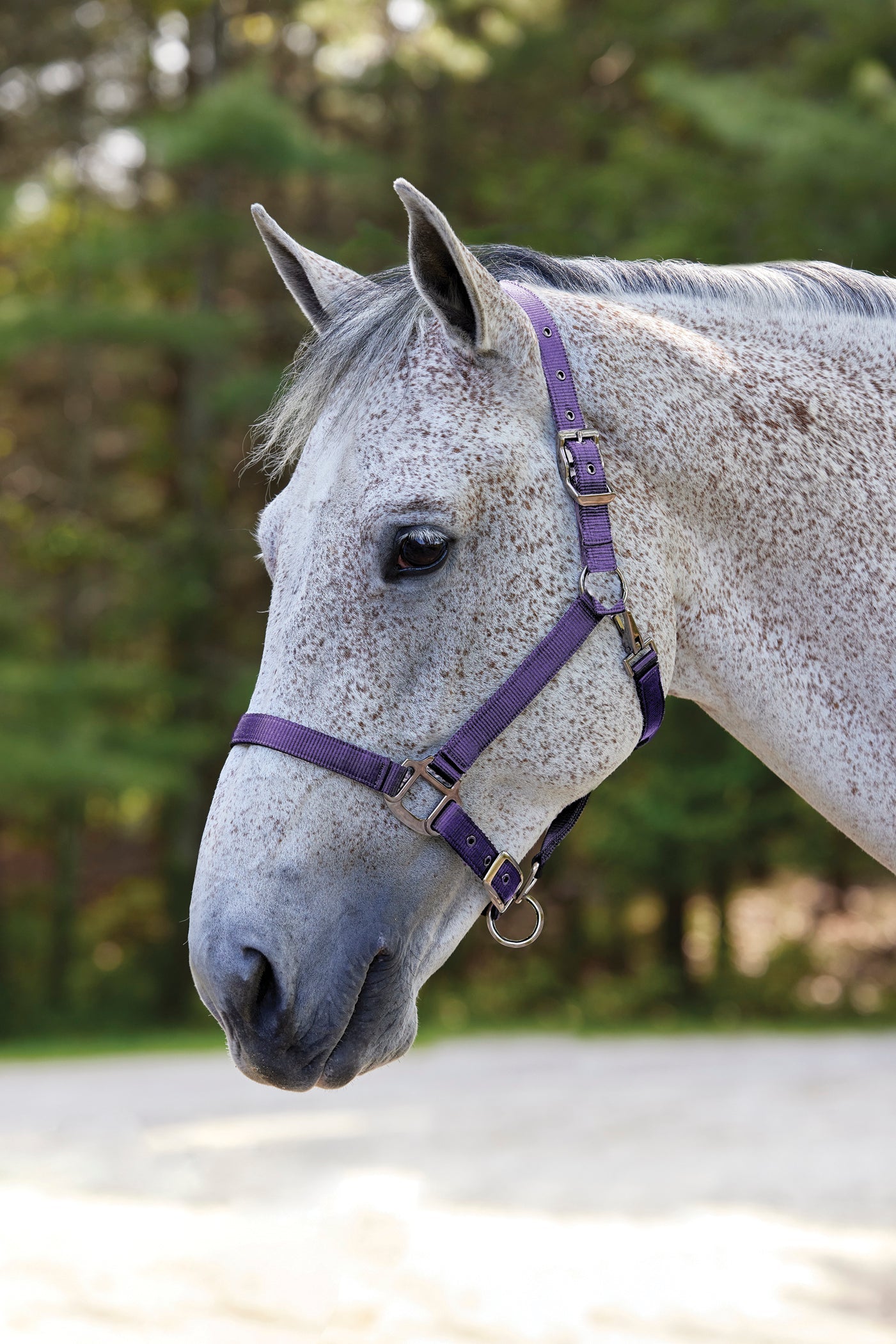 Suffolk Nylon Breakaway Halter