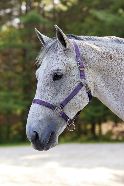 Suffolk Nylon Breakaway Halter