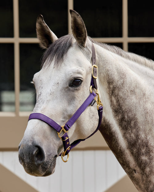 Suffolk Heavy Nylon Halter with Breakaway Crown