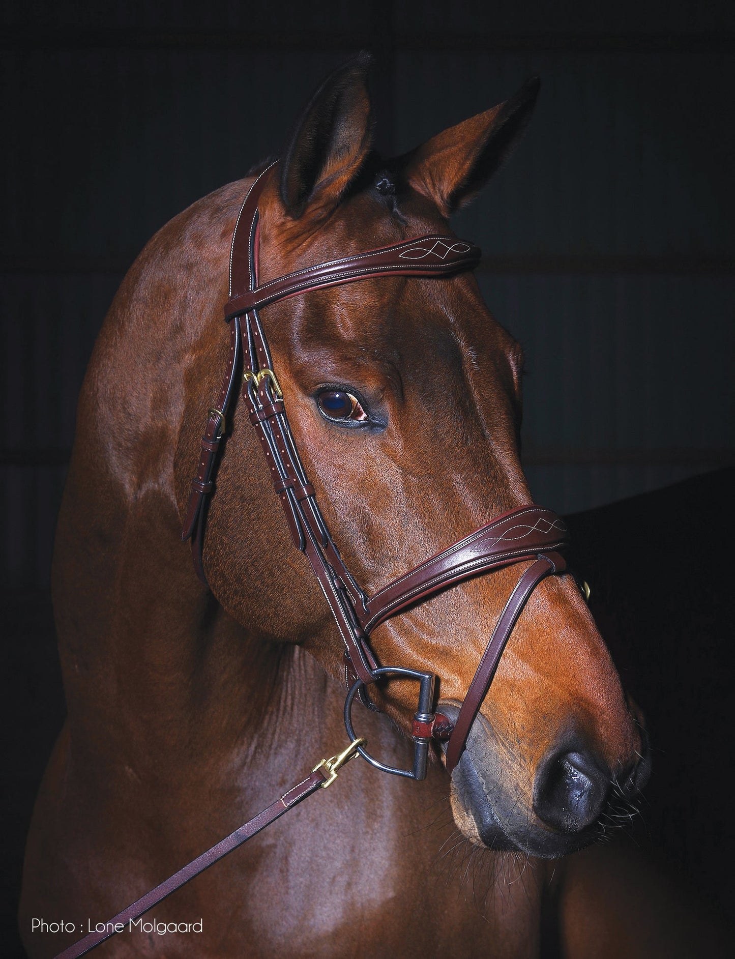 Dy'on Anatomic Bridle
