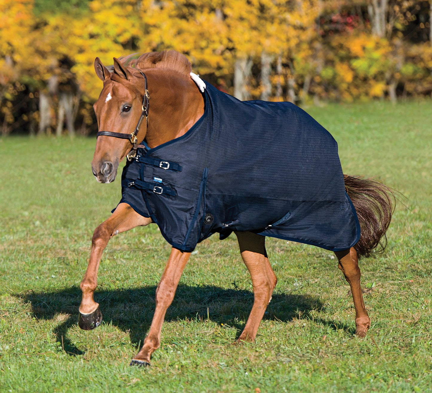 Rider’s International Supreme Turnout Sheet