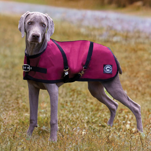 Rider’s International Dog Turnout Sheet