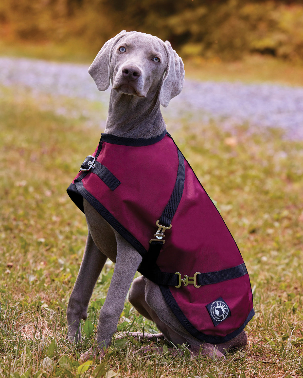 Rider’s International Dog Turnout Sheet