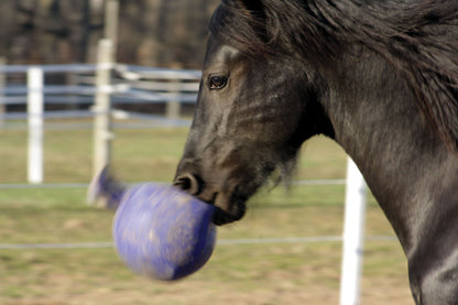 Horsemen's Pride Scented Jolly Ball
