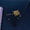Belle & Bow EQ Hair Bows