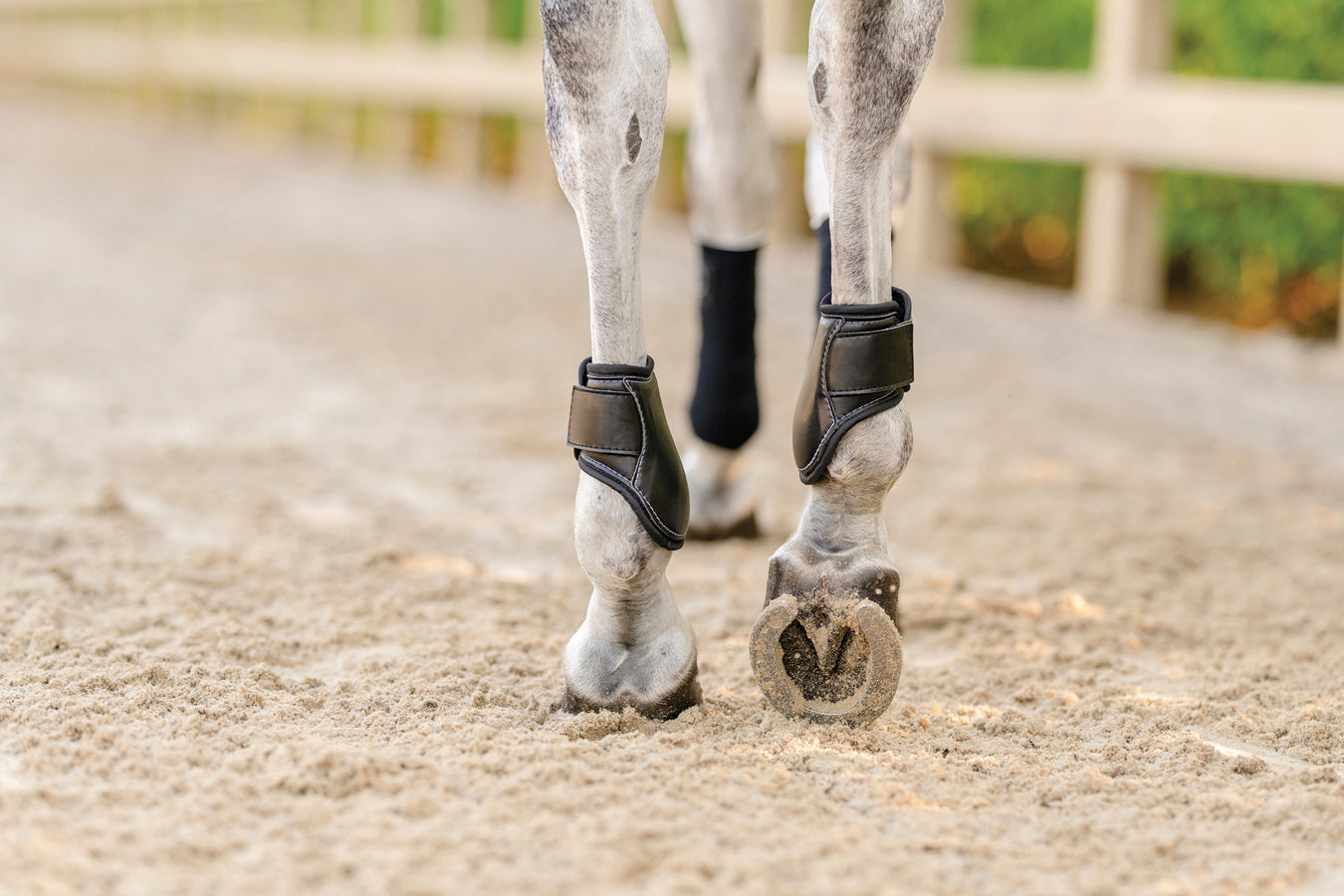 EquiFit Young Horse Boots with ImpacTeq