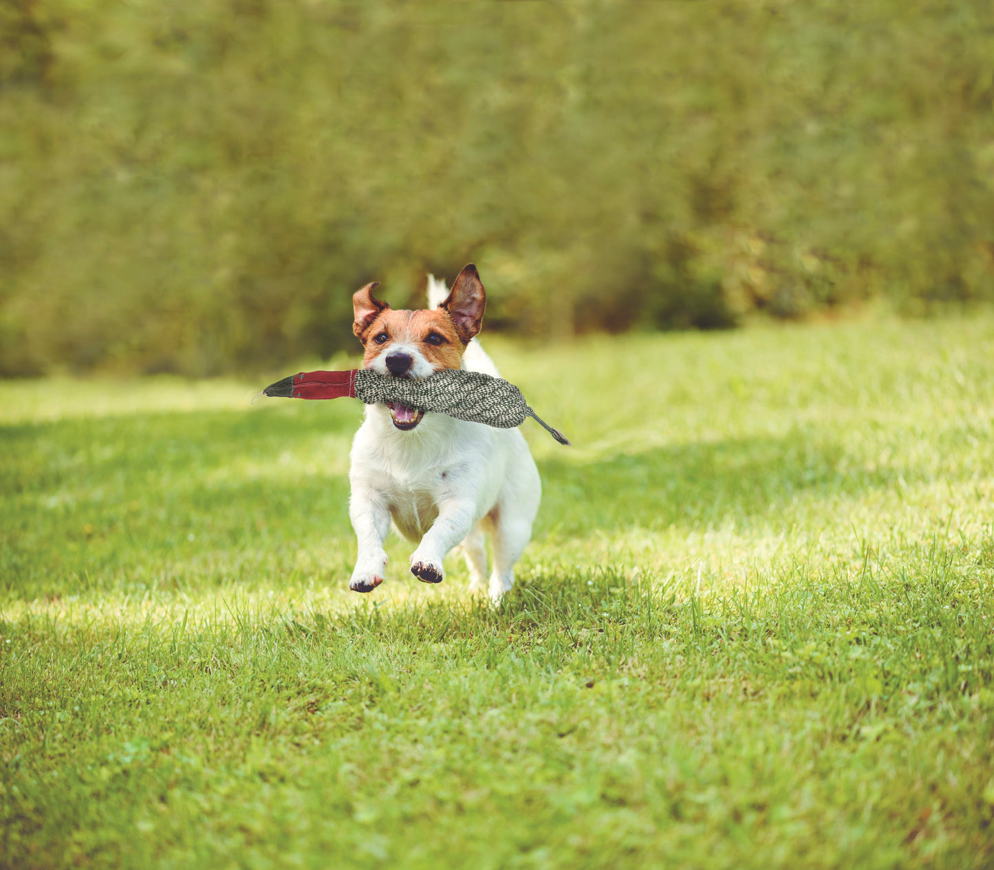 DS Duck Dog Toy