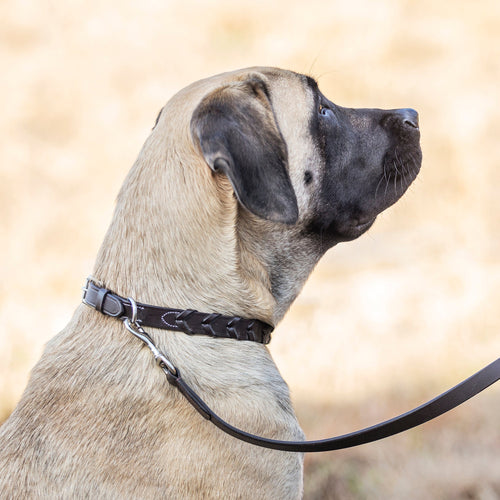 Rider’s International Laced Rein Dog Collar