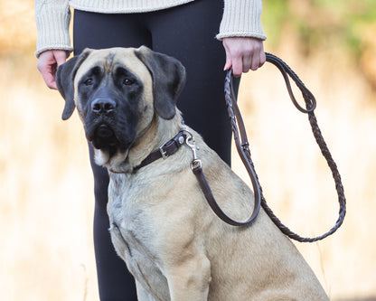 Rider’s International Laced Rein Dog Leash