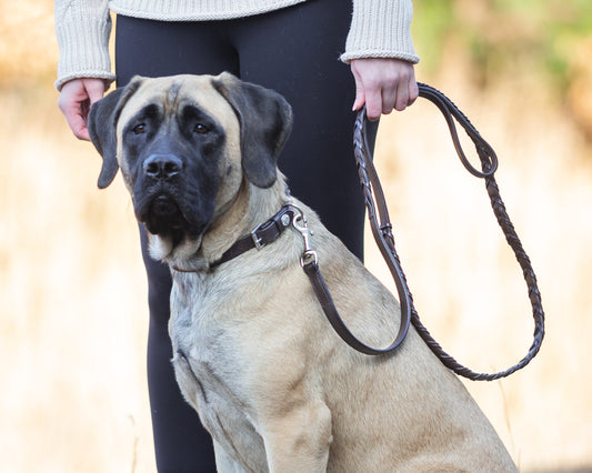 Rider’s International Laced Rein Dog Leash