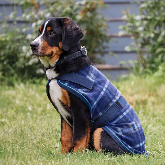 Rider’s International  Dog Cooler
