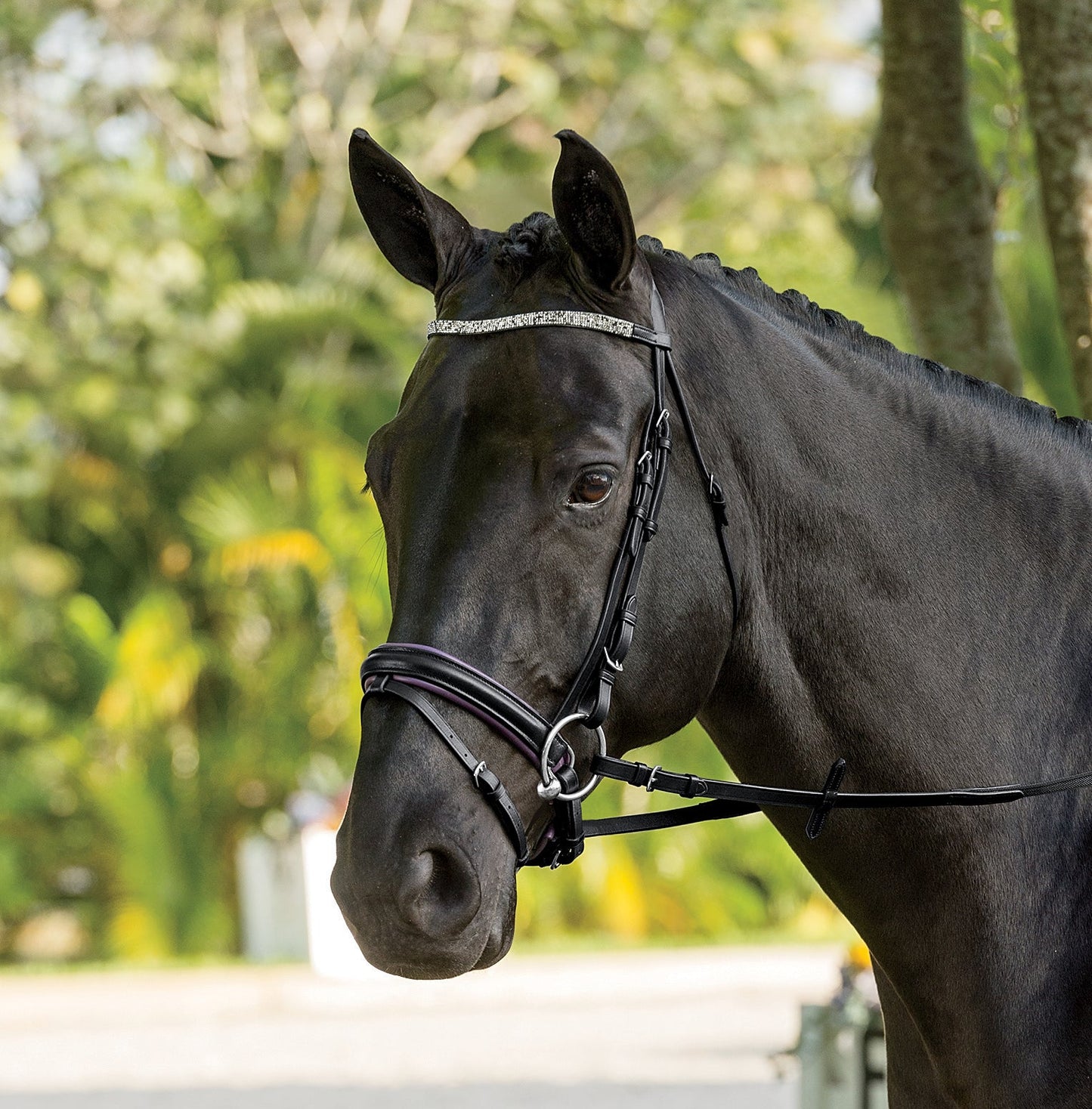 Suffolk Curved Browband