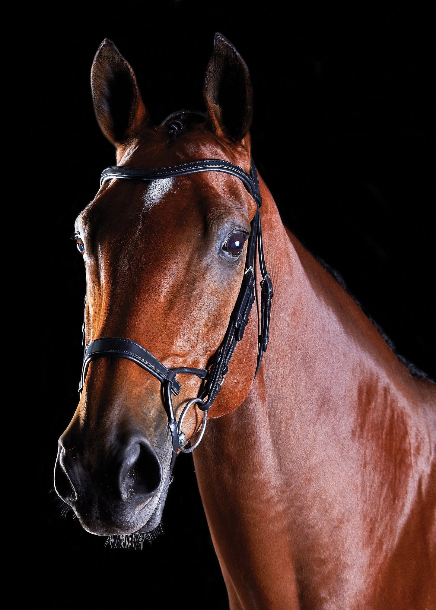 Collegiate ComFiTec Training Bridle