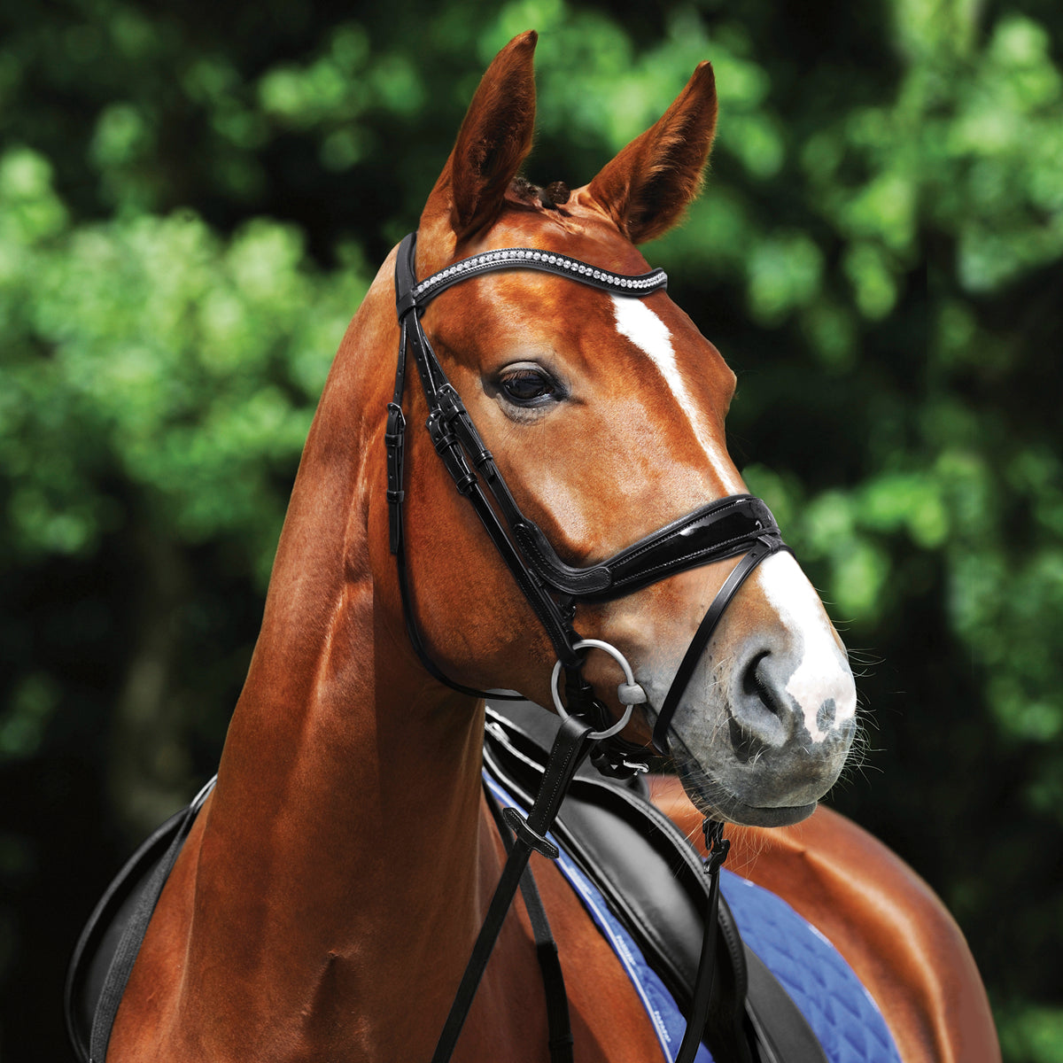 Passier Starlight Snaffle Bridle