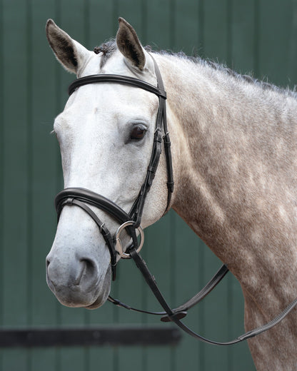 Collegiate Essential Padded Raised Flash Bridle
