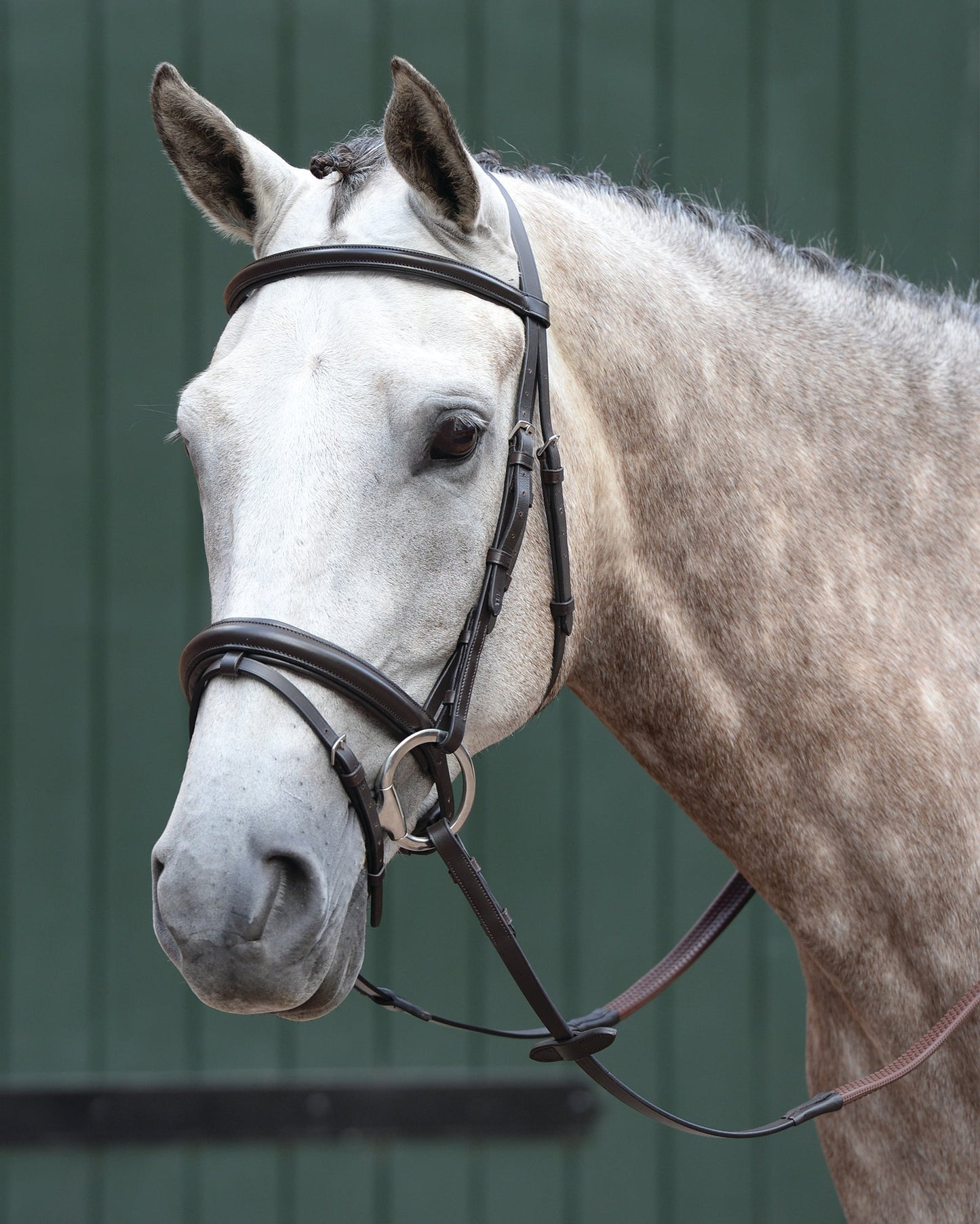Collegiate Essential Padded Raised Flash Bridle
