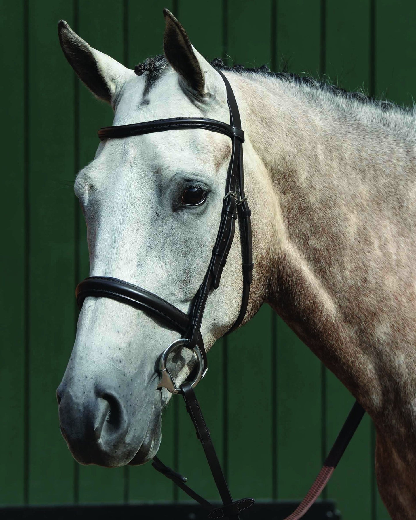 Collegiate Essential Padded Raised Caveson Bridle