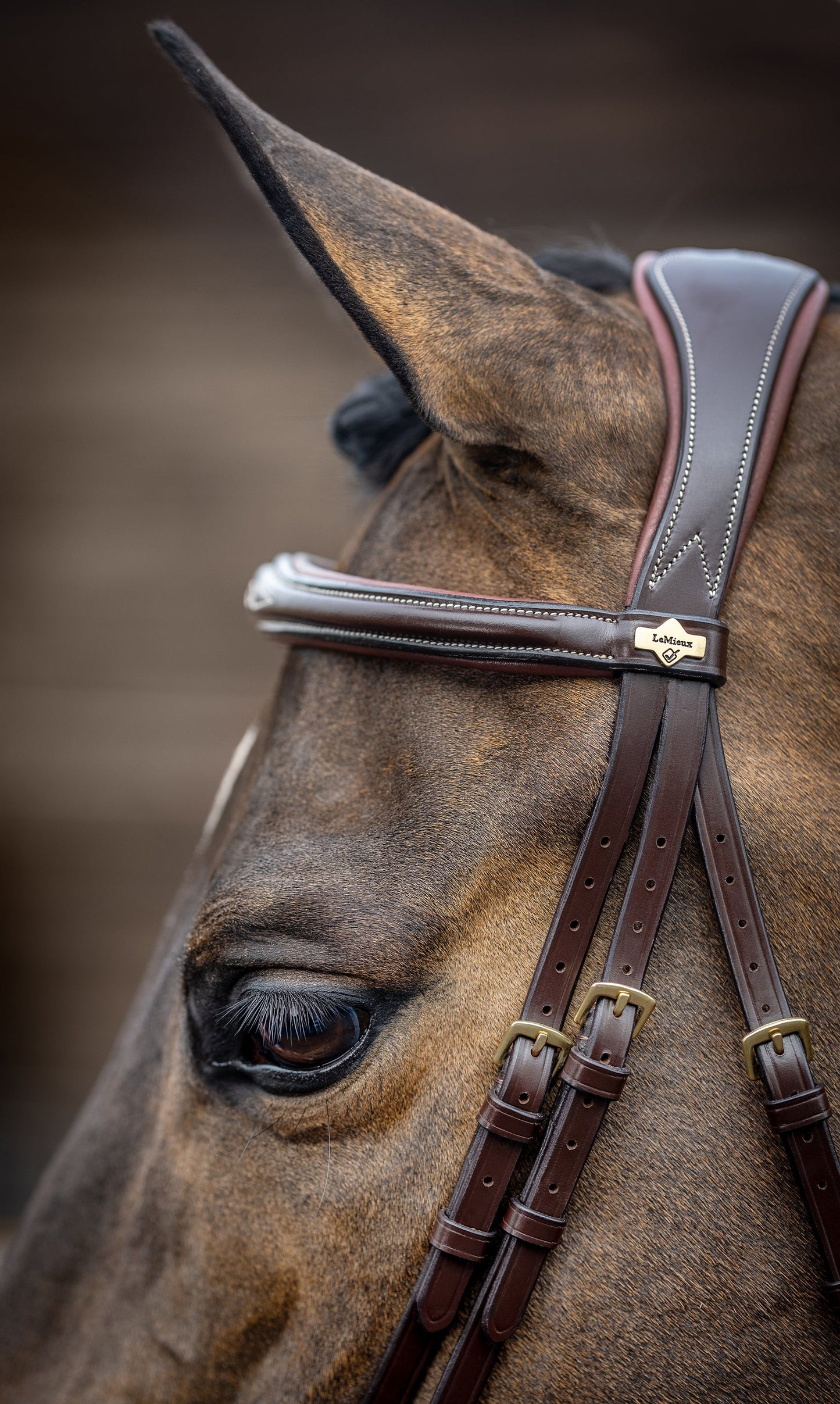 LeMieux Kudos Competition Flash Bridle