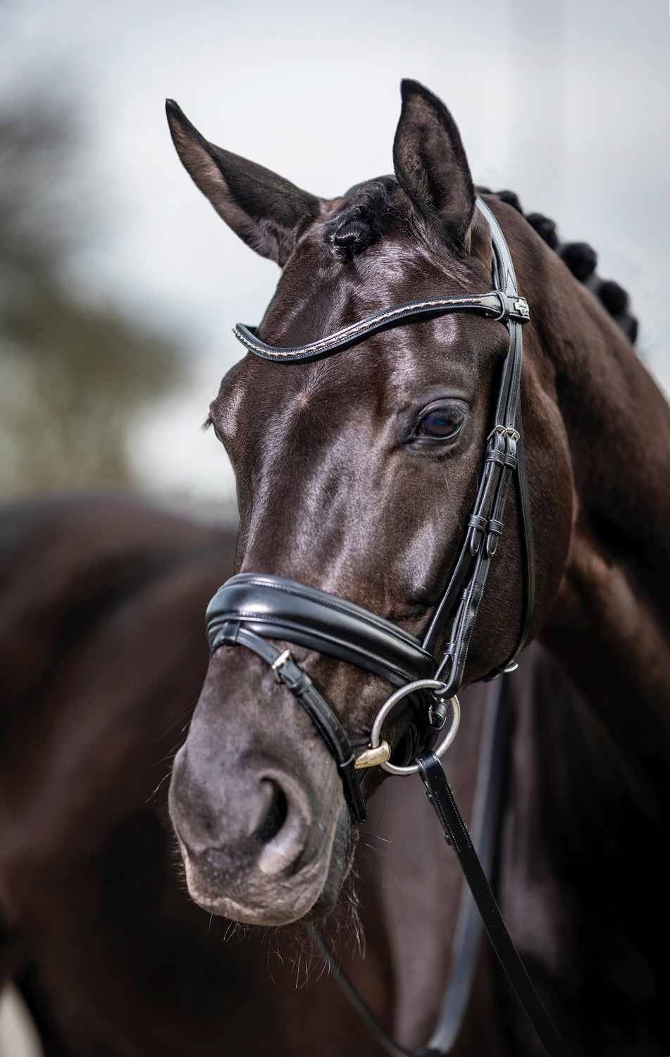 LeMieux Kudos Dressage Flash Bridle