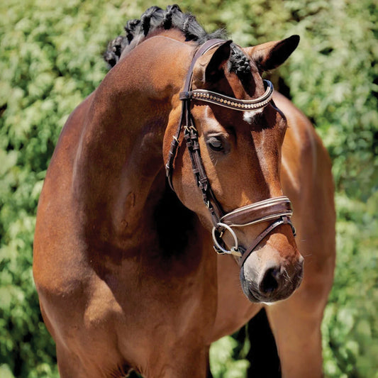 Halter Ego Catalonia Snaffle Bridle