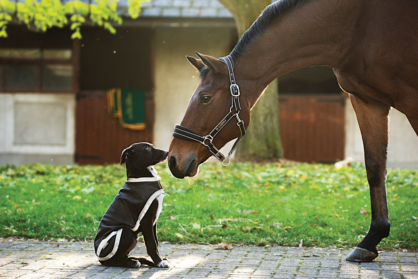 Horseware Ireland Rambo Waterproof Dog Blanket
