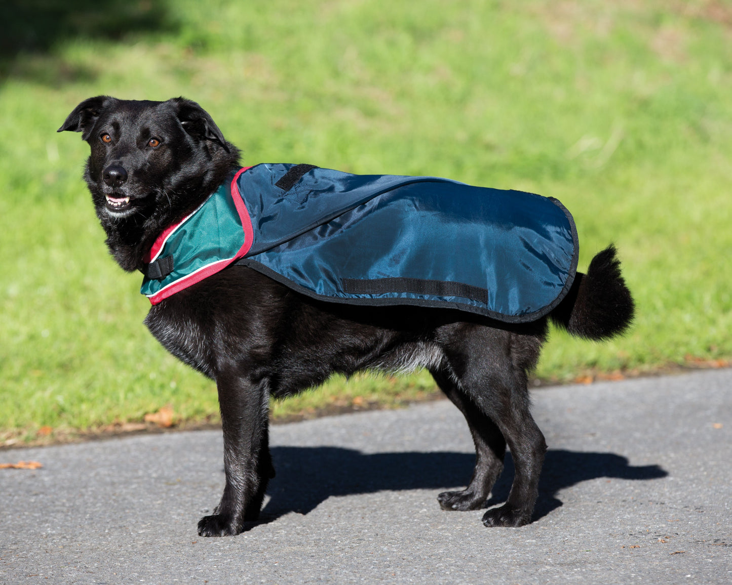 Horseware Ireland Rambo Waterproof Dog Blanket
