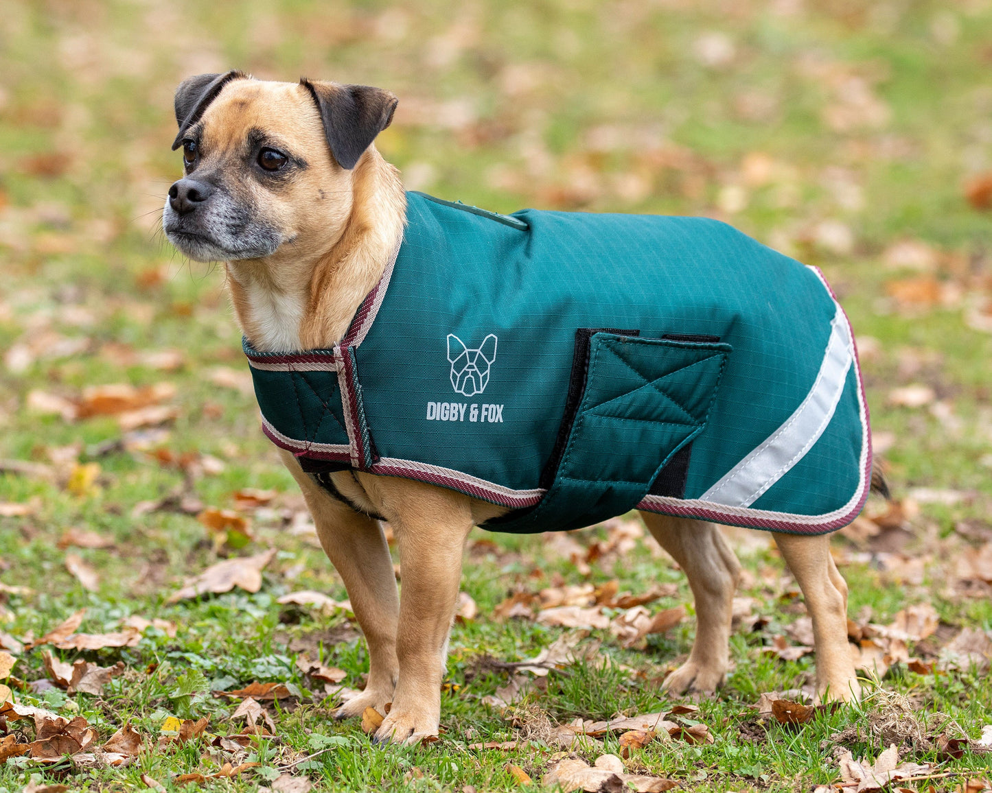 Shires Digby & Fox XXXXS-S Waterproof Dog Coat