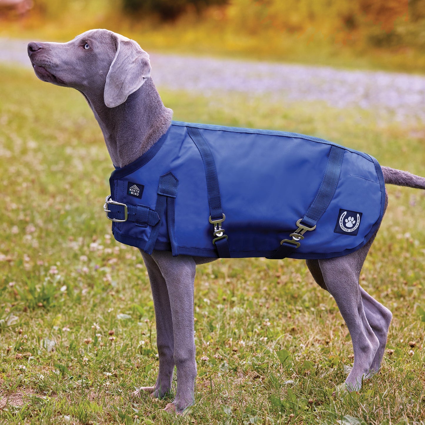 NorthWind Dog Turnout Blanket