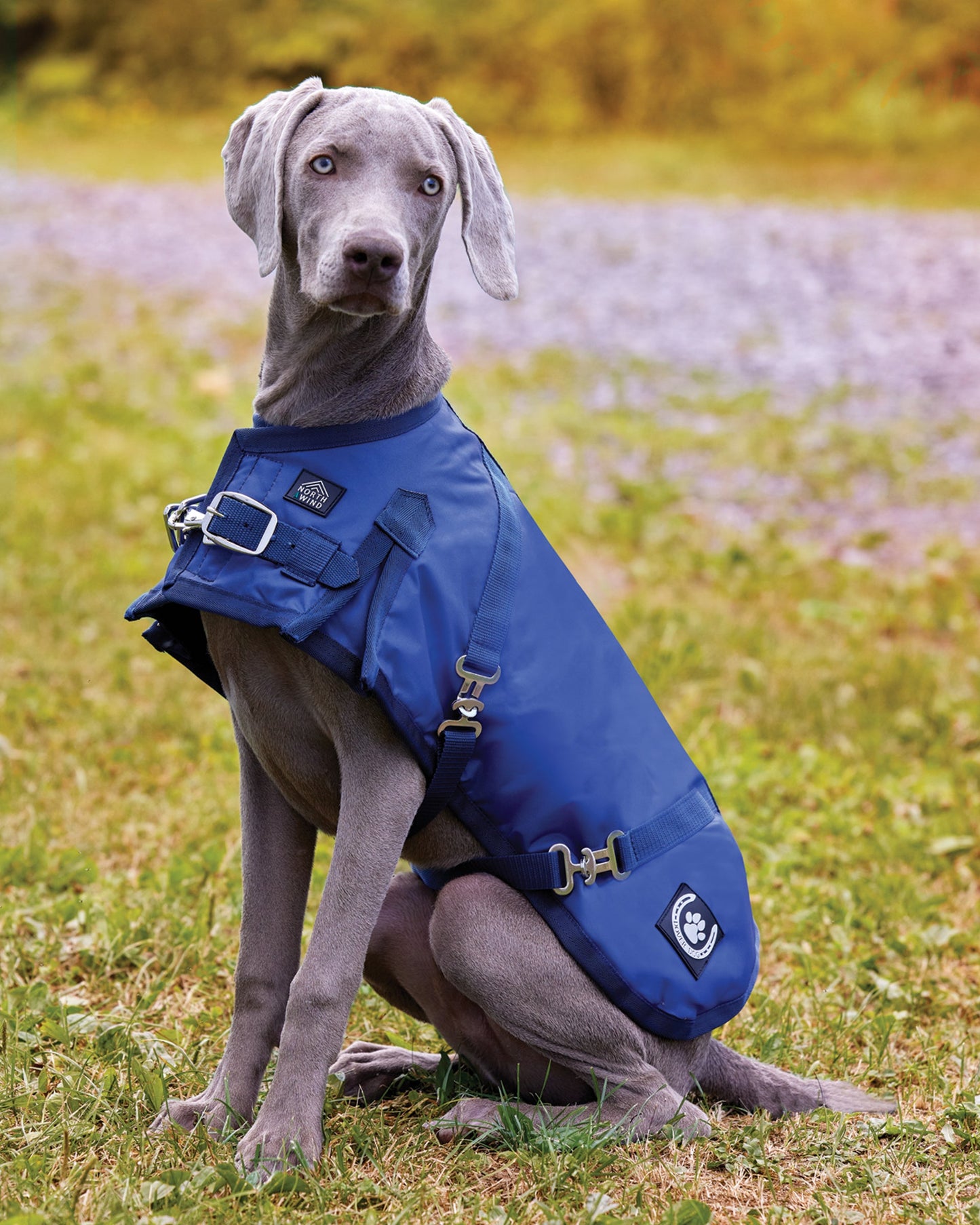 NorthWind Dog Turnout Blanket